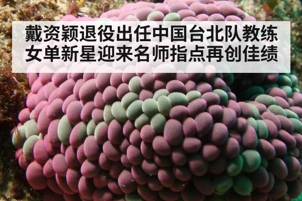 戴资颖退役出任中国台北队教练 女单新星迎来名师指点再创佳绩